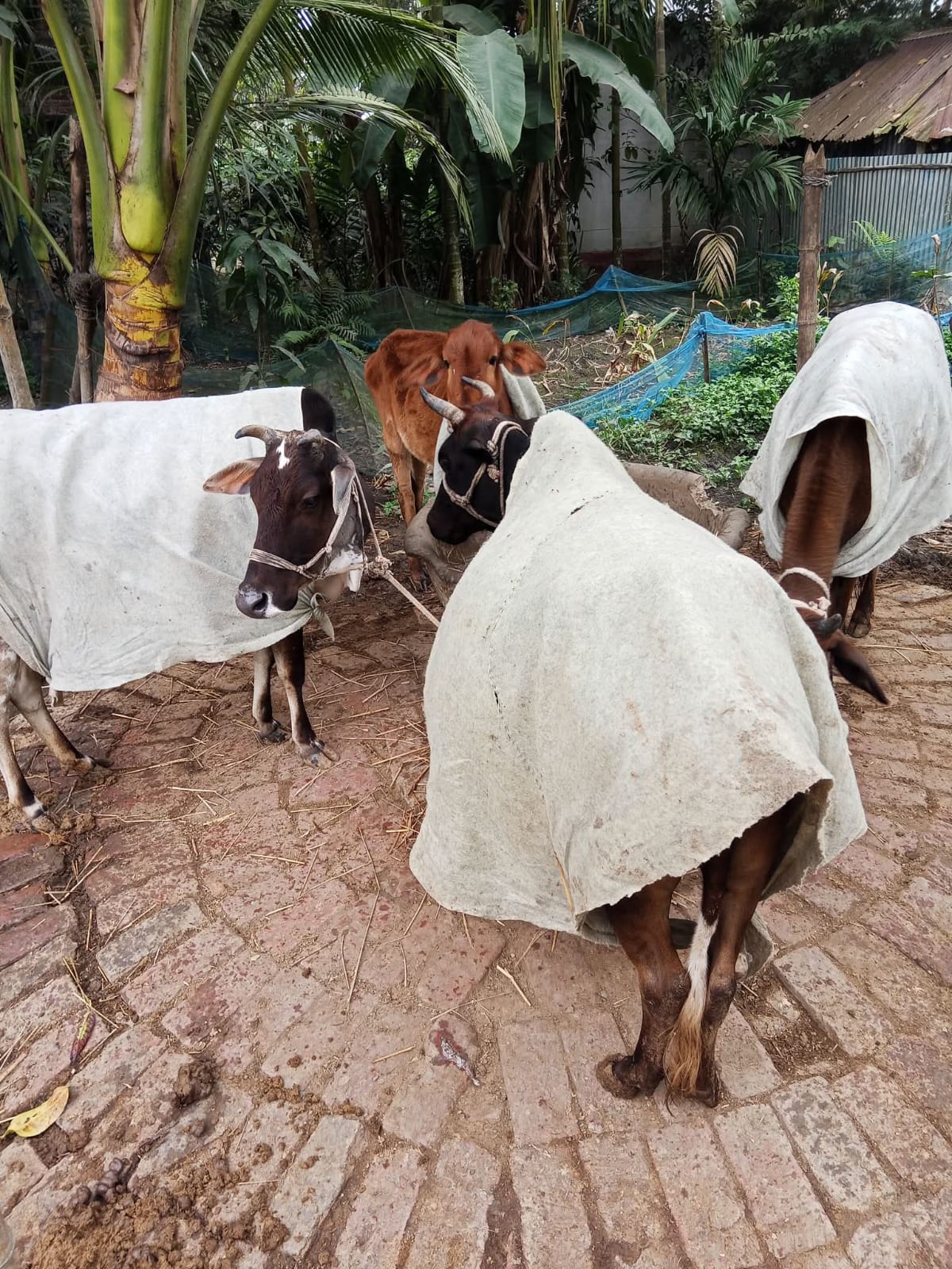 শৈত্যপ্রবাহ অব্যাহত থাকবে যে ১০ জেলায় গ্রামগঞ্জে হাড় কাপানো শীত। 